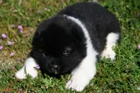 IHF2, a female Akita for sale in Anza, CA – Photo 1 of 4