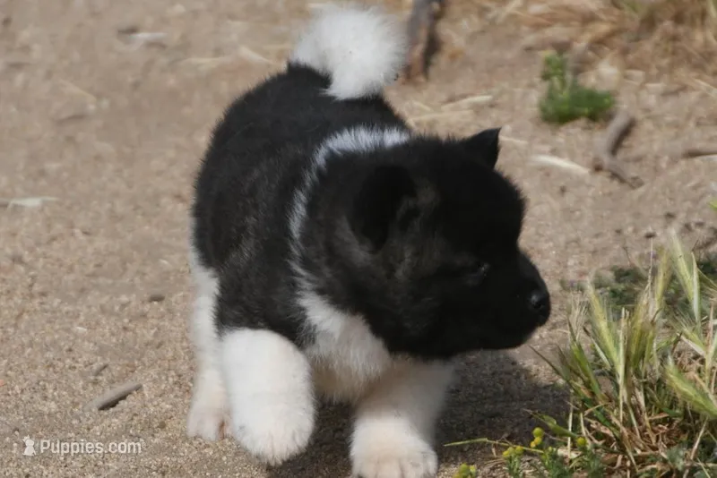 IHF2 – Akita puppy for sale in Anza, CA
