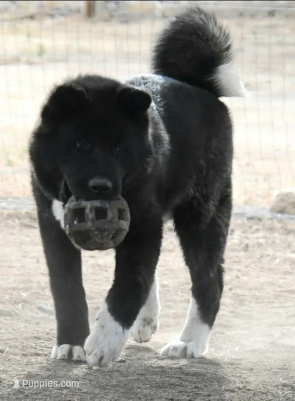 GLM2 – Akita puppy for sale in Anza, CA