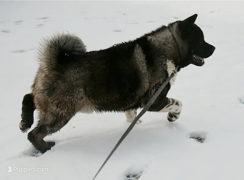 GLM2 – Akita puppy for sale in Anza, CA
