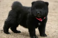 NTM1, a male Akita for sale in Anza, CA – 4 of 8