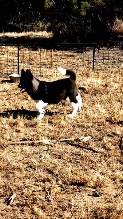 WMM4 HOLD, a male Akita for sale in Anza, CA – 2 of 10