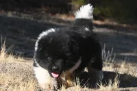 MKM2  LONG COAT, a male Akita for sale in Anza, CA – 6 of 6