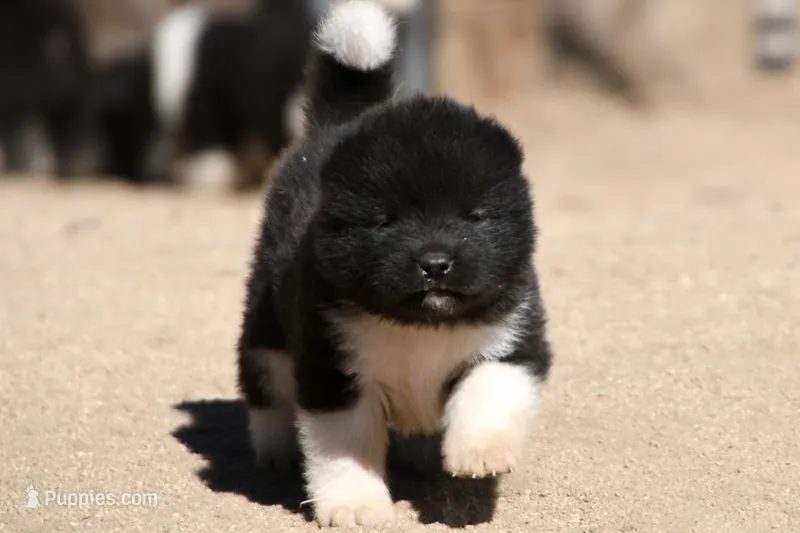 PKF2 – Akita puppy for sale in Anza, CA