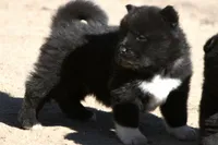 EOM2, a male Akita for sale in Anza, CA – 6 of 10