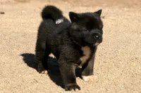 EOM0 HOLD, a male Akita for sale in Anza, CA – 5 of 6