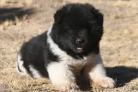 MKM2  LONG COAT, a male Akita for sale in Anza, CA – 3 of 6