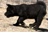 NTM1, a male Akita for sale in Anza, CA – 10 of 10