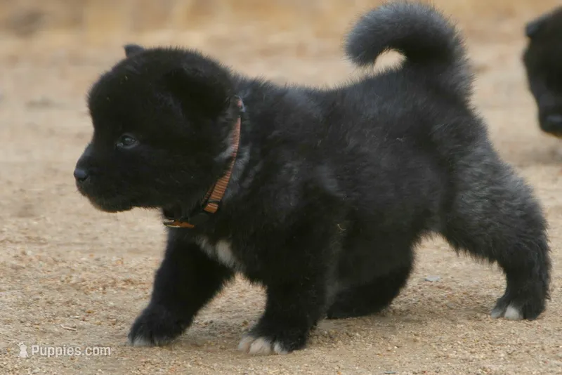 NTF0 – Akita puppy for sale in Anza, CA
