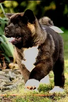 EOM2, a  Akita for sale in Anza, CA – 1 of 8