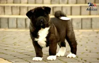 EOF1, a  Akita for sale in Anza, CA – 2 of 9