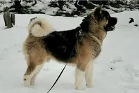 MKM2, a  Akita for sale in Anza, CA – 2 of 6