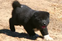 LFF1, a female Akita for sale in Anza, CA – 4 of 10
