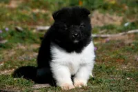 WMM1, a male Akita for sale in Anza, CA – Photo 8 of 9