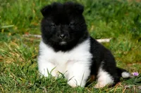 WMM1, a male Akita for sale in Anza, CA – Photo 3 of 9