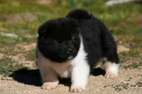 WMM1, a male Akita for sale in Anza, CA – Photo 9 of 9