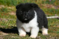 WMM1, a male Akita for sale in Anza, CA – Photo 1 of 9