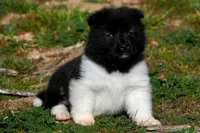 WMM1, a male Akita for sale in Anza, CA – Photo 2 of 9