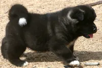 DMF1 SOLD MELISSA, a female Akita for sale in Anza, CA – 9 of 9