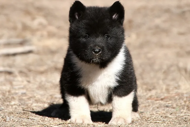 EOF1 – Akita puppy for sale in Anza, CA