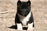 EOF1 HOLD, a female Akita for sale in Anza, CA – 1 of 10