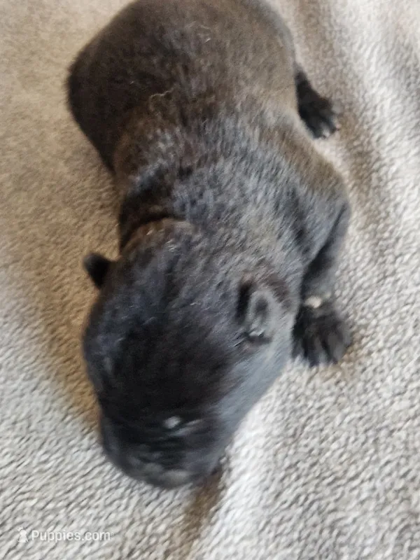 NTM0 SOLID JET BLACK – Akita puppy for sale in Anza, CA