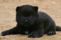 NTM1, a male Akita for sale in Anza, CA – 6 of 8