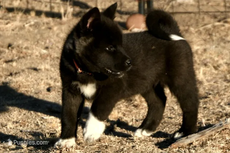 NTF3  – Akita puppy for sale in Anza, CA