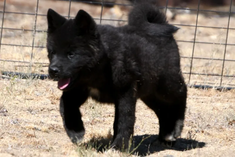 NTM1 – Akita puppy for sale in Anza, CA