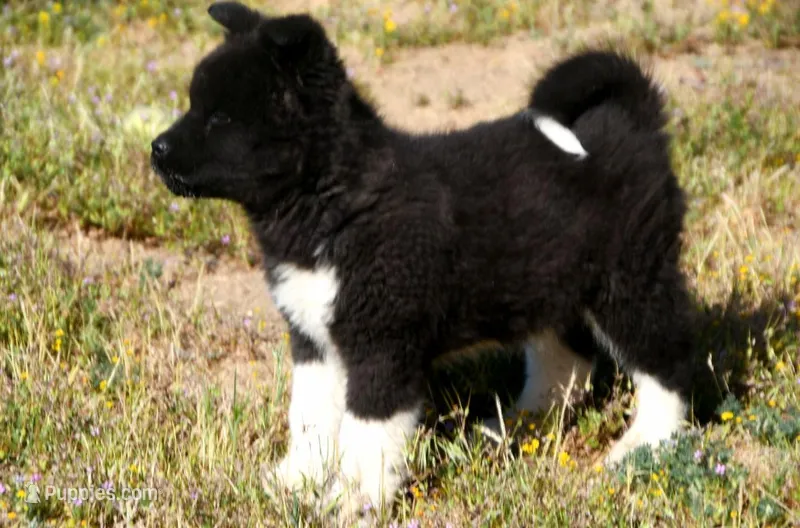 WMM2 – Akita puppy for sale in Anza, CA