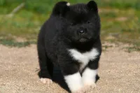 WMM2, a male Akita for sale in Anza, CA – Photo 1 of 10