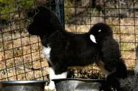 WMM2, a male Akita for sale in Anza, CA – Photo 3 of 10
