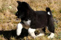 WMM2, a male Akita for sale in Anza, CA – Photo 2 of 10