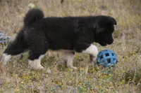 WMM2, a male Akita for sale in Anza, CA – Photo 10 of 10