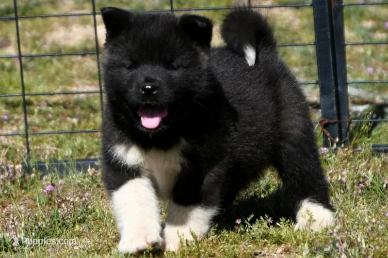 WMM2 – Akita puppy for sale in Anza, CA