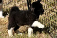 WMM2, a male Akita for sale in Anza, CA – Photo 8 of 10