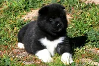 WMM2, a male Akita for sale in Anza, CA – Photo 6 of 10
