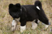 WMM2, a male Akita for sale in Anza, CA – Photo 9 of 10