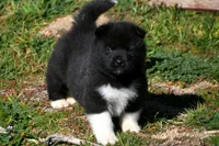 WMM2, a male Akita for sale in Anza, CA – Photo 7 of 10