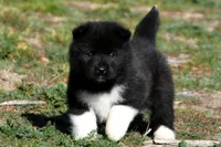 WMM2, a male Akita for sale in Anza, CA – Photo 3 of 10