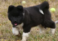 WMM2, a male Akita for sale in Anza, CA – Photo 6 of 10