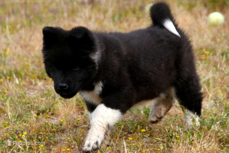 WMM2 – Akita puppy for sale in Anza, CA