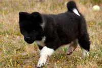 WMM2, a male Akita for sale in Anza, CA – Photo 2 of 10