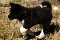 WMM2, a male Akita for sale in Anza, CA – Photo 4 of 10