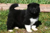 WMM2, a male Akita for sale in Anza, CA – Photo 10 of 10