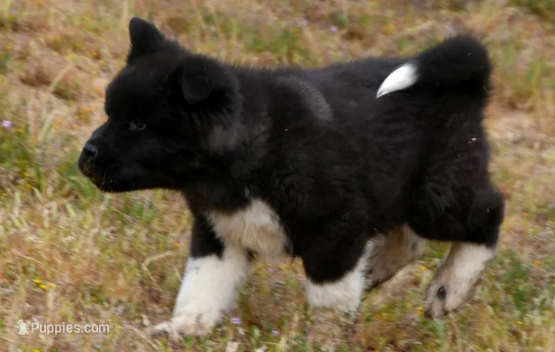 WMM2 – Akita puppy for sale in Anza, CA