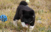 WMM2, a male Akita for sale in Anza, CA – Photo 7 of 10