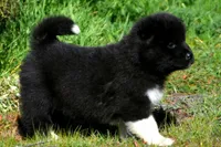 WMM2, a male Akita for sale in Anza, CA – Photo 5 of 10