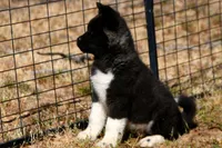 WMM2, a male Akita for sale in Anza, CA – Photo 6 of 10