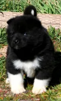WMM2, a male Akita for sale in Anza, CA – Photo 9 of 10